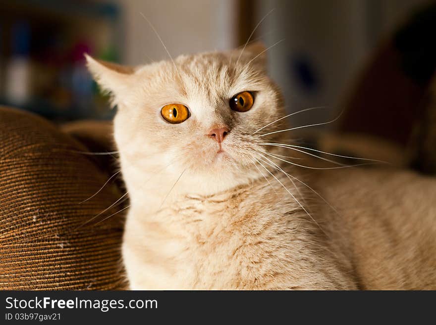 The big red cat of breed the British sit on a soft sofa