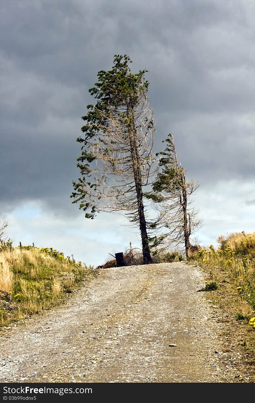 Trees by the path