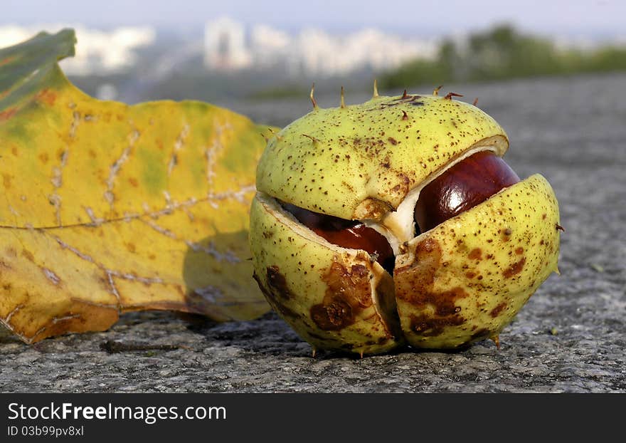 The Ripened Chestnut