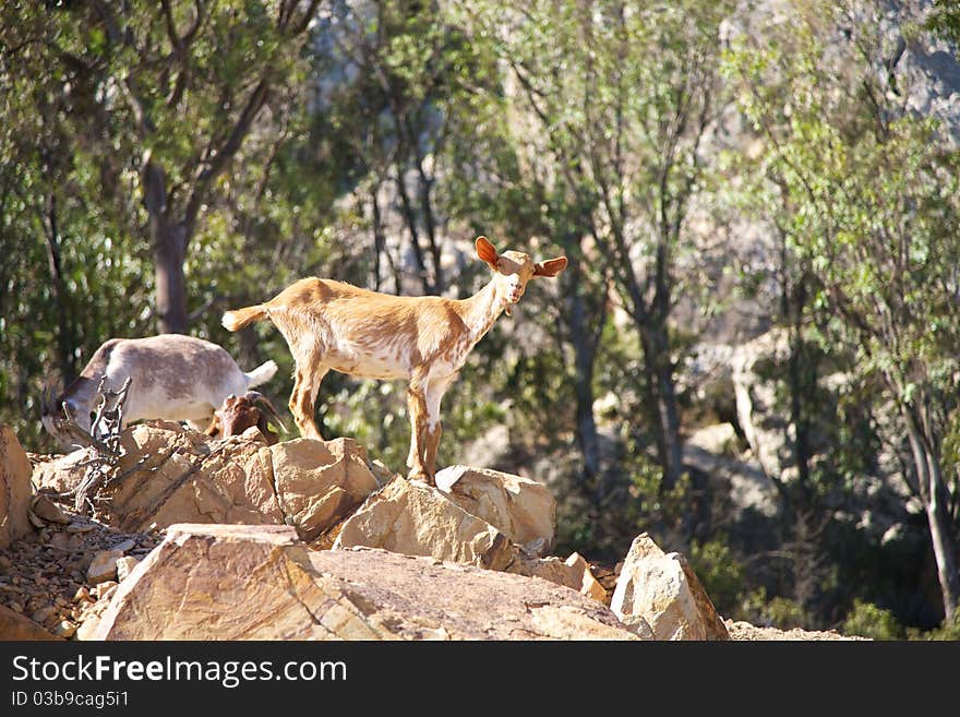 Young Goat On Rock