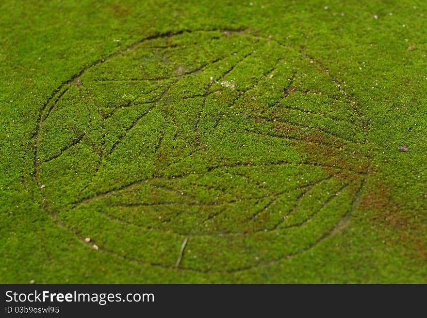 Moss was covered on the ground and green all over. Moss was covered on the ground and green all over