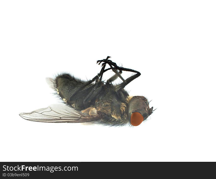 A close up of a bow fly with red eyes. A close up of a bow fly with red eyes