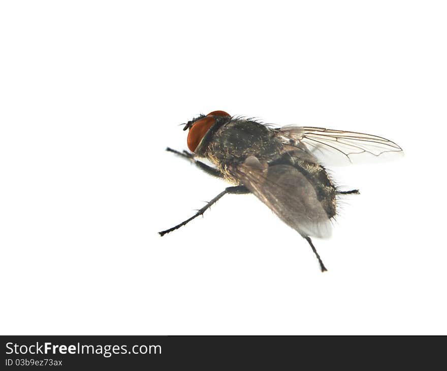 A close up of a bow fly with red eyes. A close up of a bow fly with red eyes