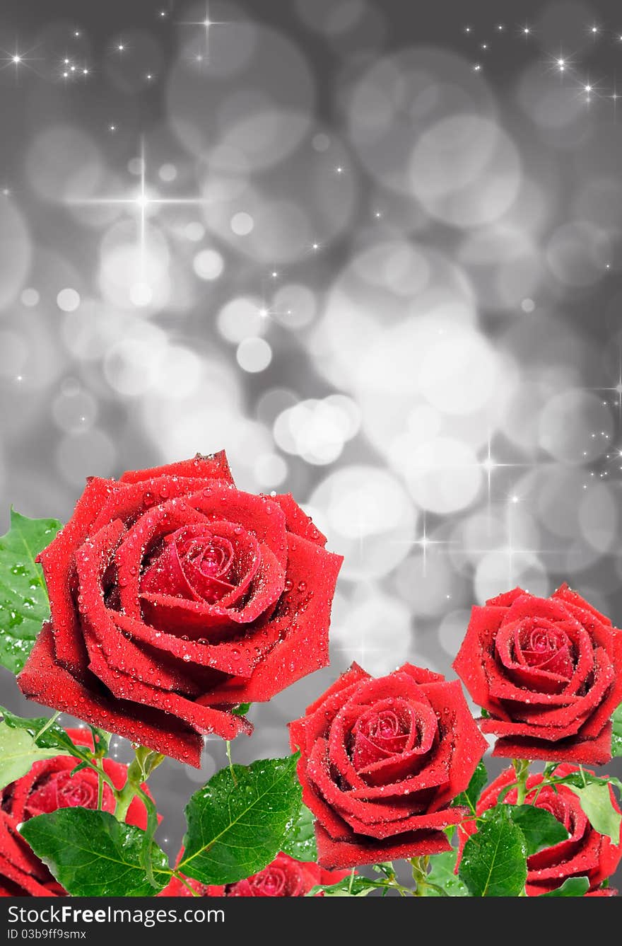 Red rose isolated on bokeh background. Red rose isolated on bokeh background