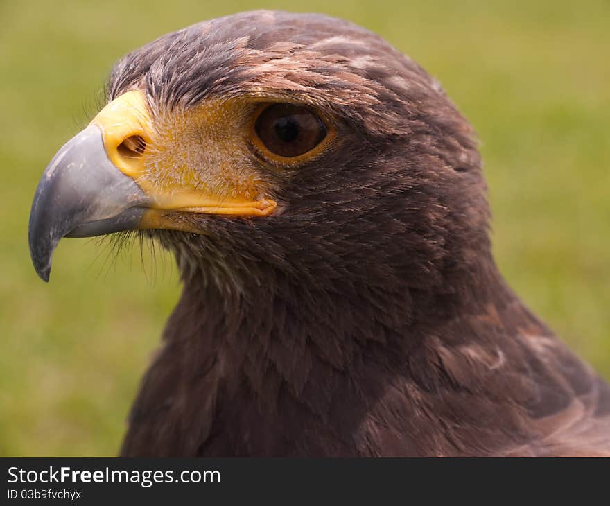 Close-up of the head of a falcon. Close-up of the head of a falcon