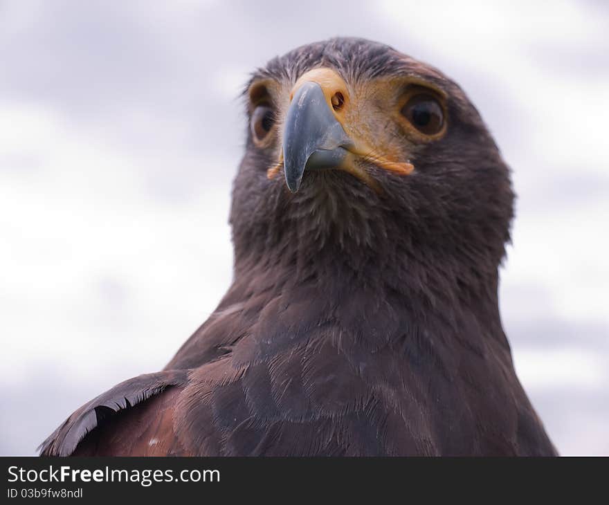 Head of a Falcon against a cloudy sky. Head of a Falcon against a cloudy sky