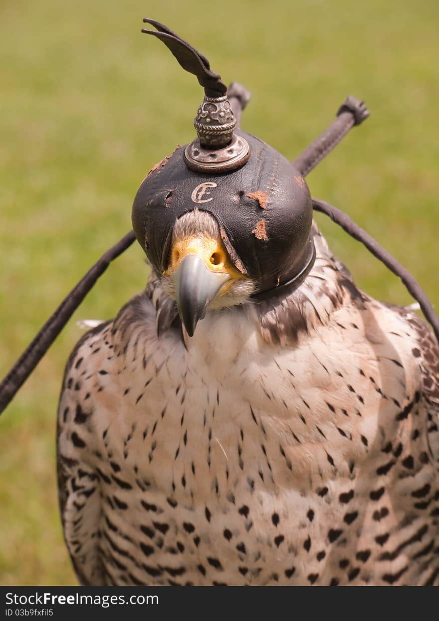 A falcon used for falconry. A falcon used for falconry