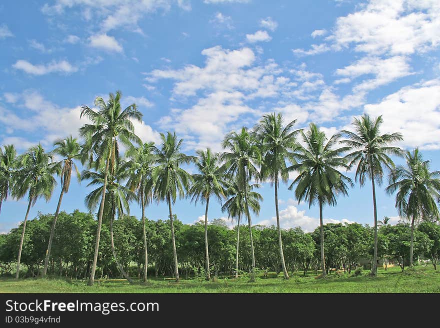 Coconut belly with blue color. Symbol of a bright vibrant