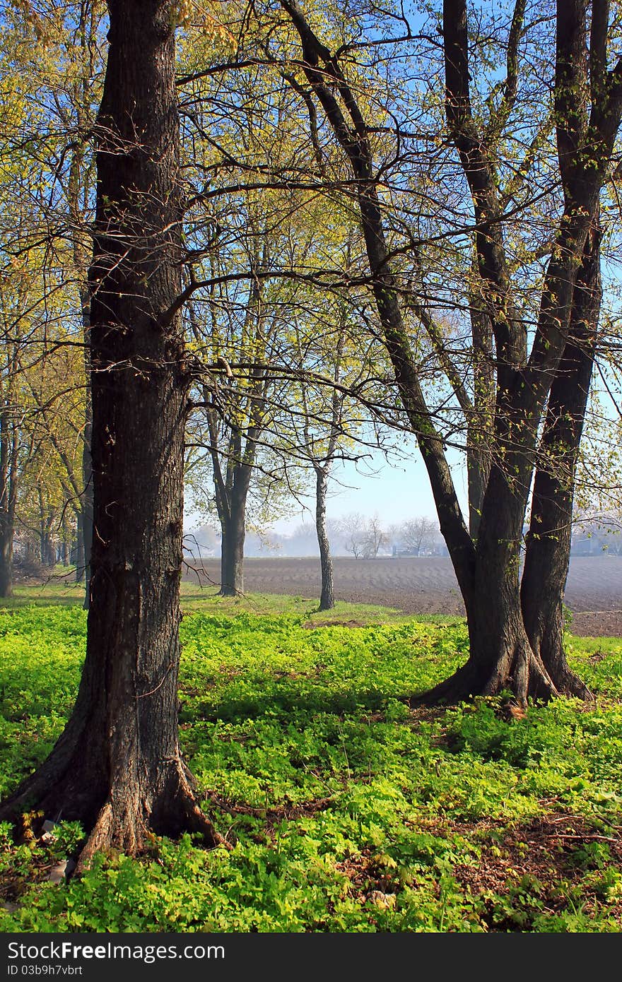 Misty forest at dawn in spring