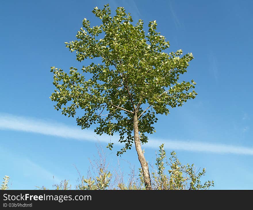 Russian small birch on the view of the blue sky. Russian small birch on the view of the blue sky.