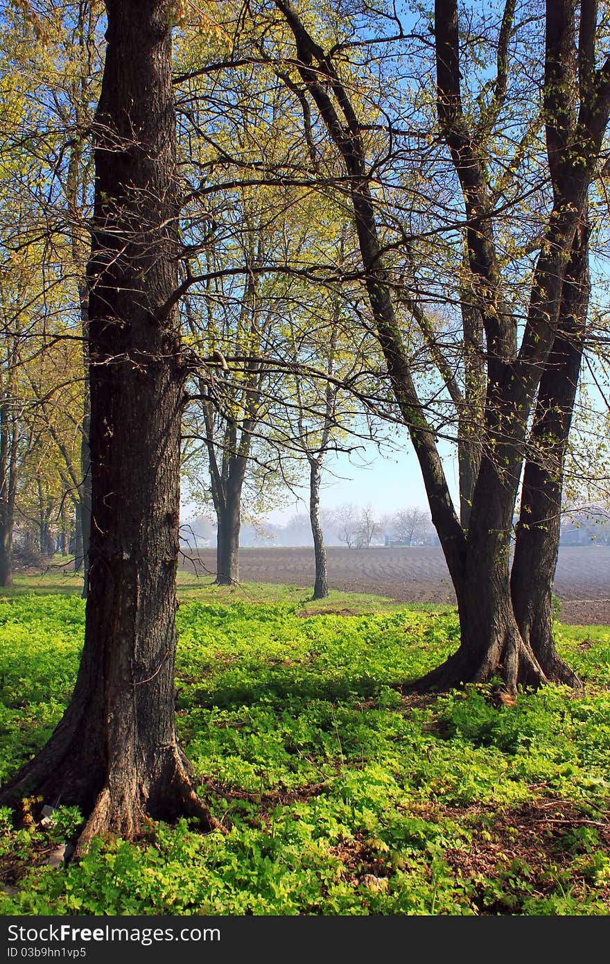 Misty forest at dawn in spring