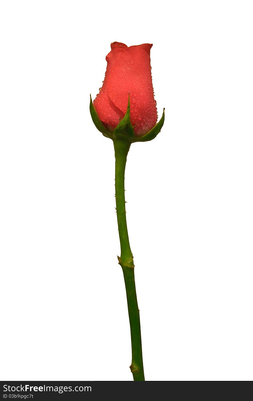 Beautiful Red Rose Close-up