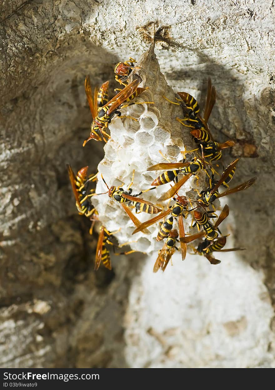 Hornet's nest hanging from a tree. Hornet's nest hanging from a tree