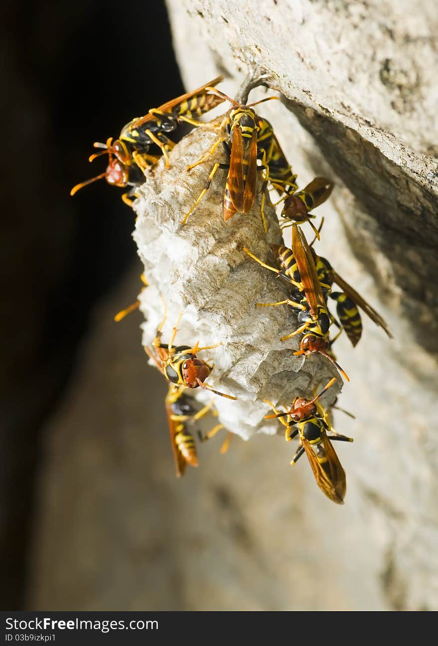 Hornet S Nest In A Tree