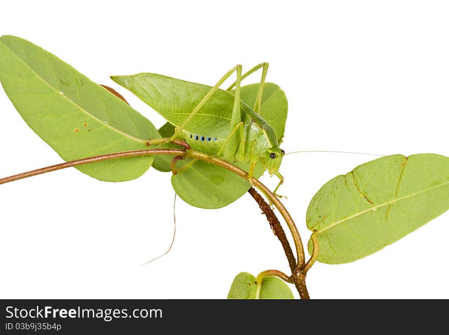 Green grasshopper with wings like leaves