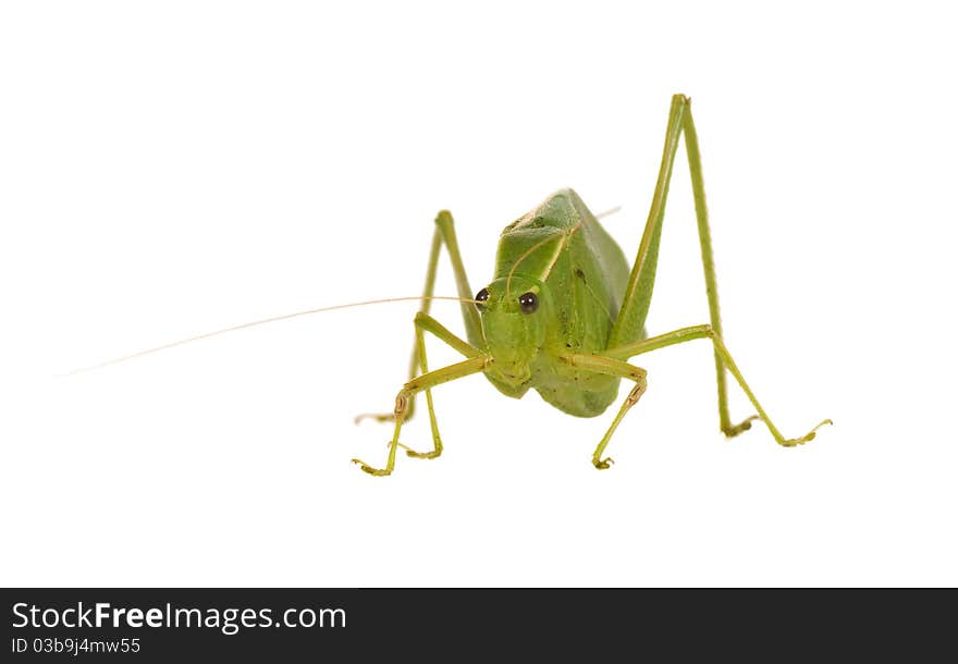 Green Grasshopper With Wings Like Leaves