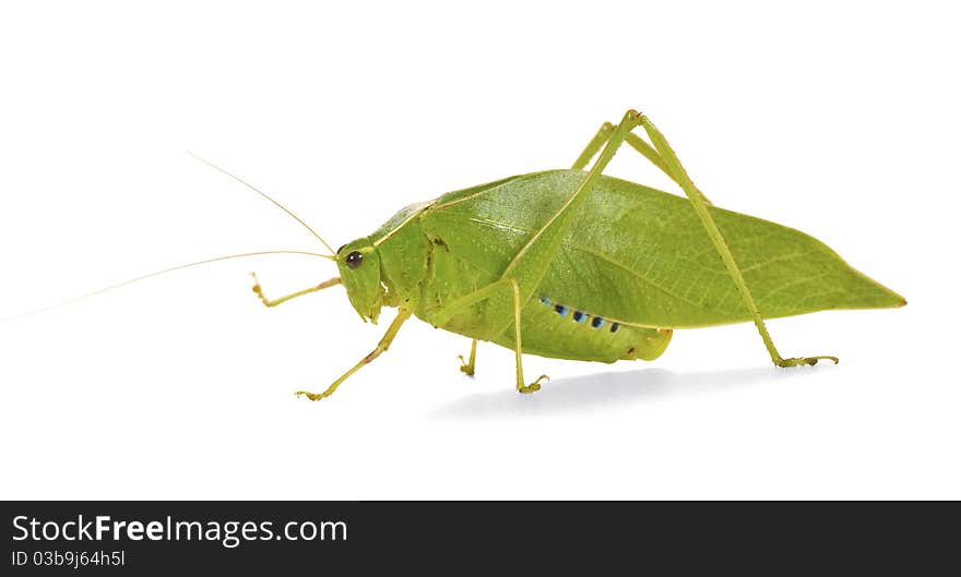 Green grasshopper with wings like leaves on a white background