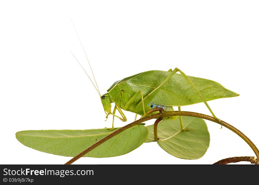 Green Grasshopper With Wings Like Leaves