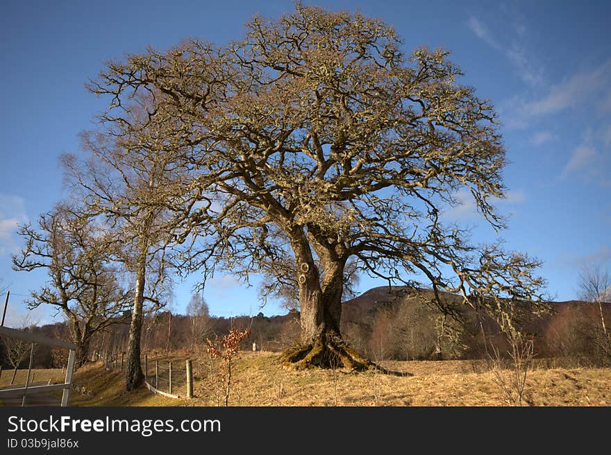 Solitary Tree