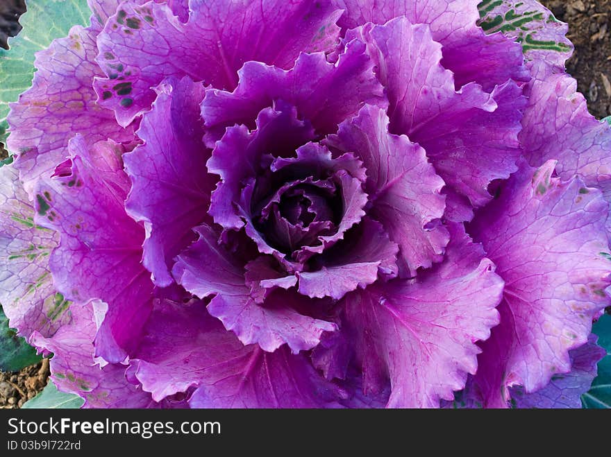 Red decorative cabbage in garden