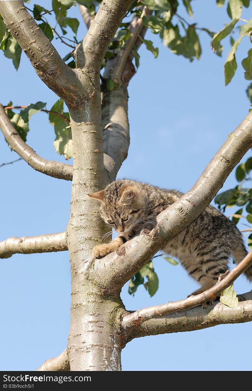 Curious kitty on a tree