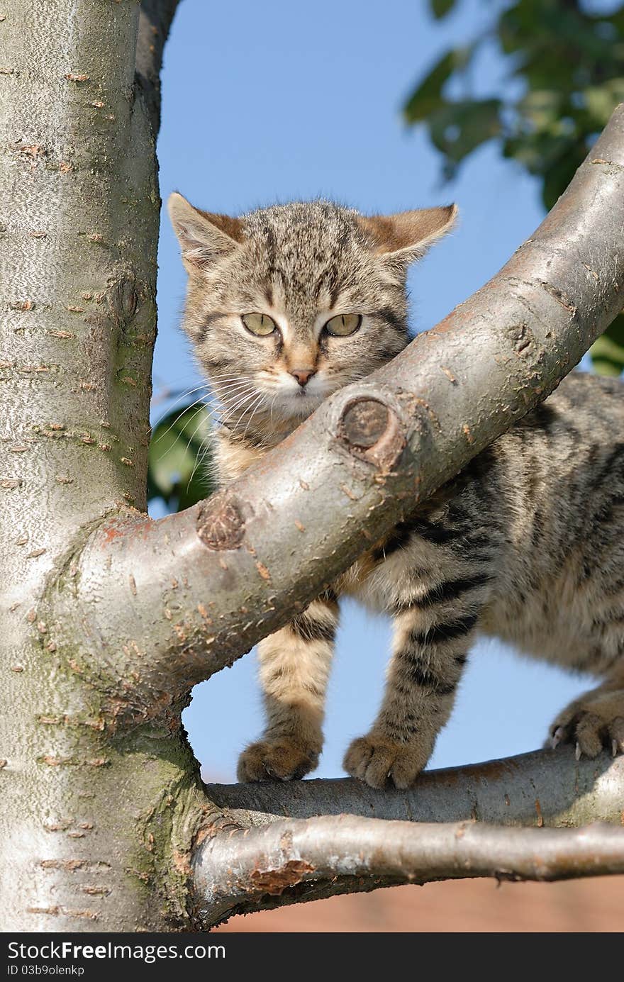 Curious kitty on a tree