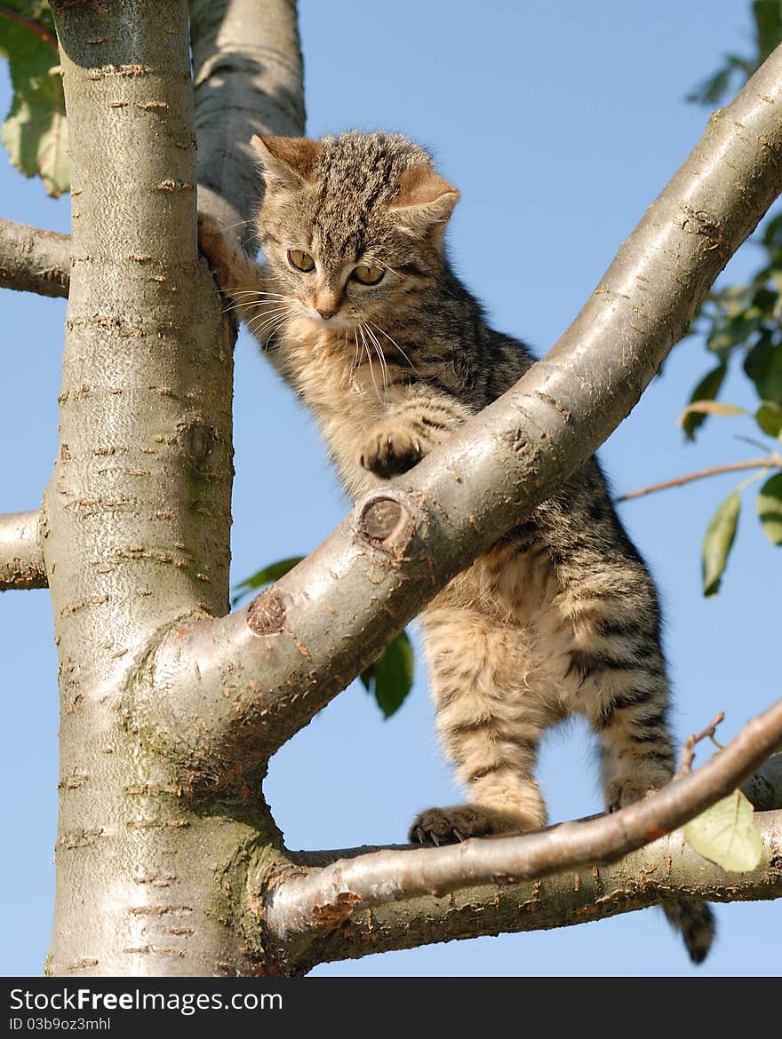 Curious kitty on a tree