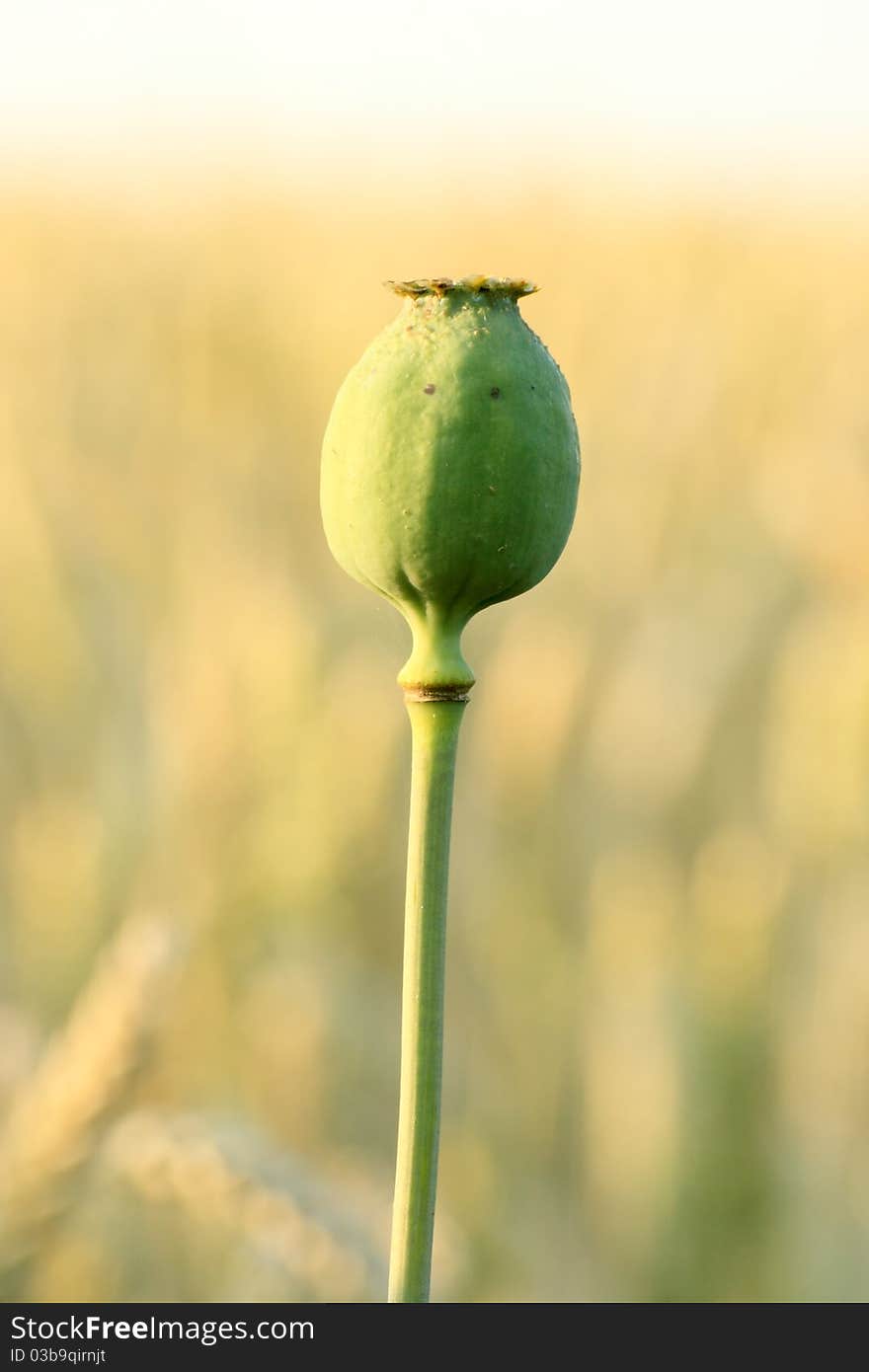 Unripe poppy-head