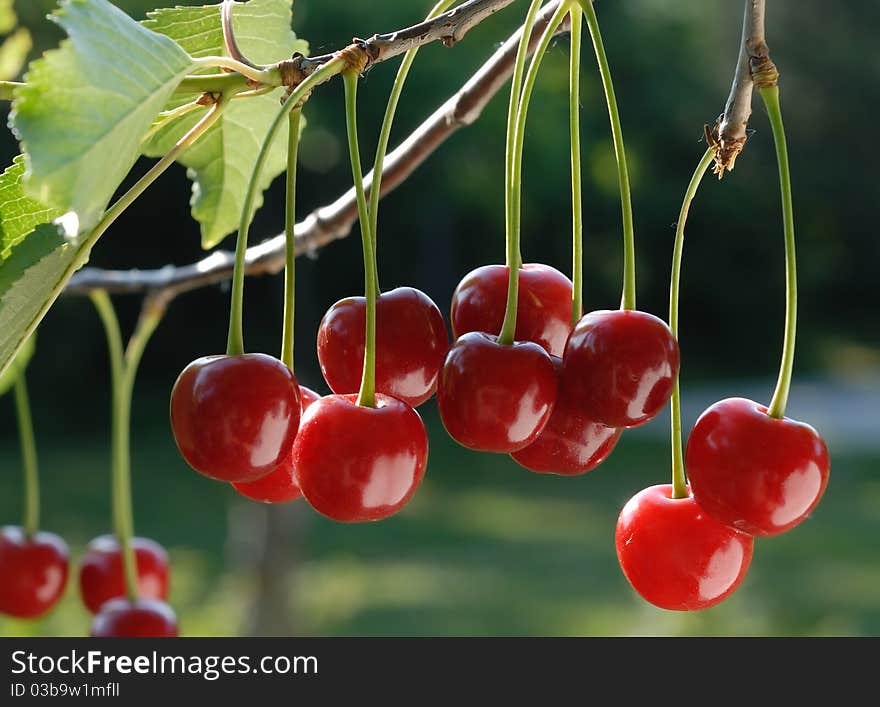 Cherries on the Tree