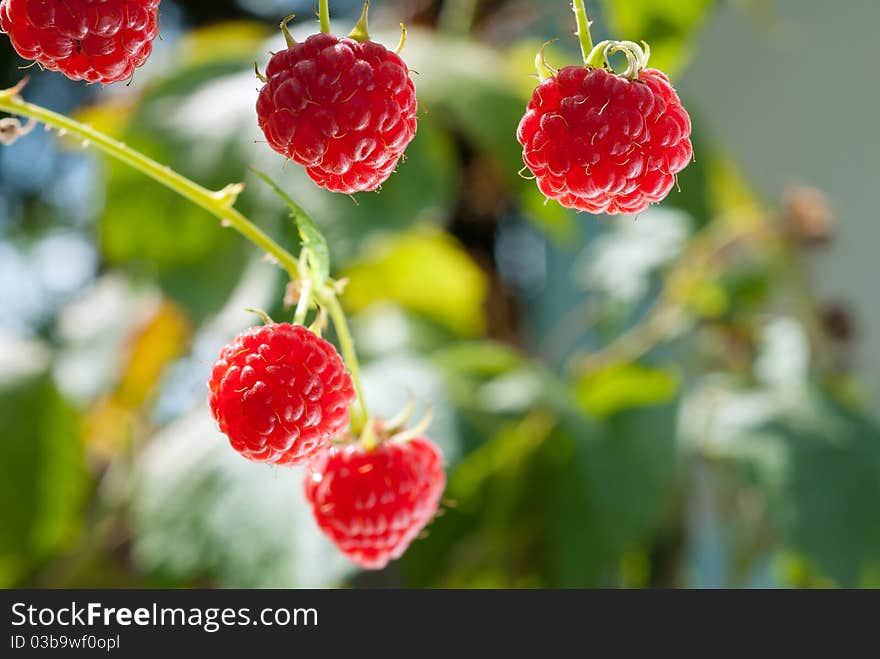 Growth Raspberrys