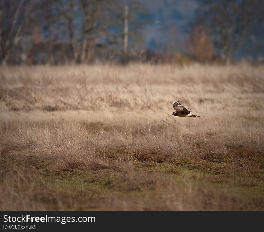 Northern Harrier