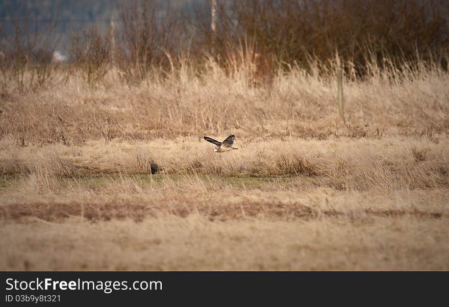 Short-eared Owl