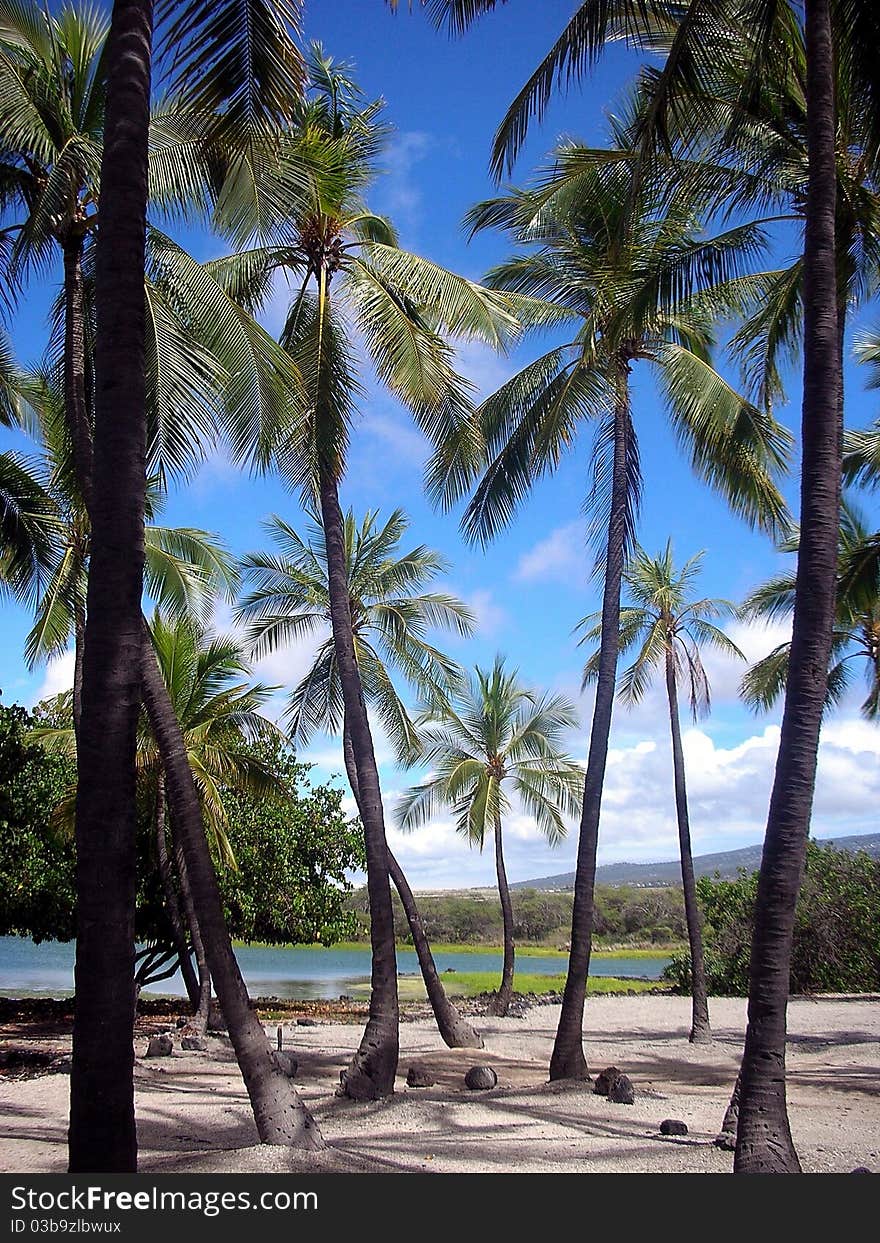 Hawaiian Palm trees and bright blue sky. Coconuts on the ground.