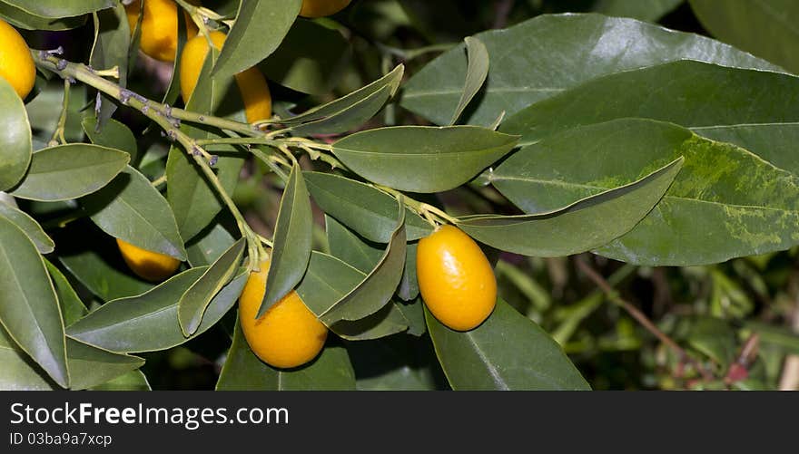 Little cumquat in a garden