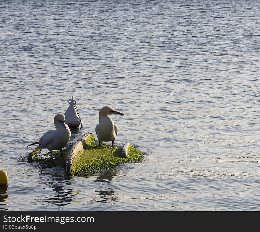 Two lovely gannets at portovenere,in italy.Very rare event