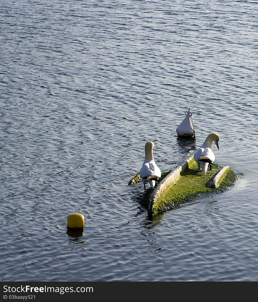 Gannets