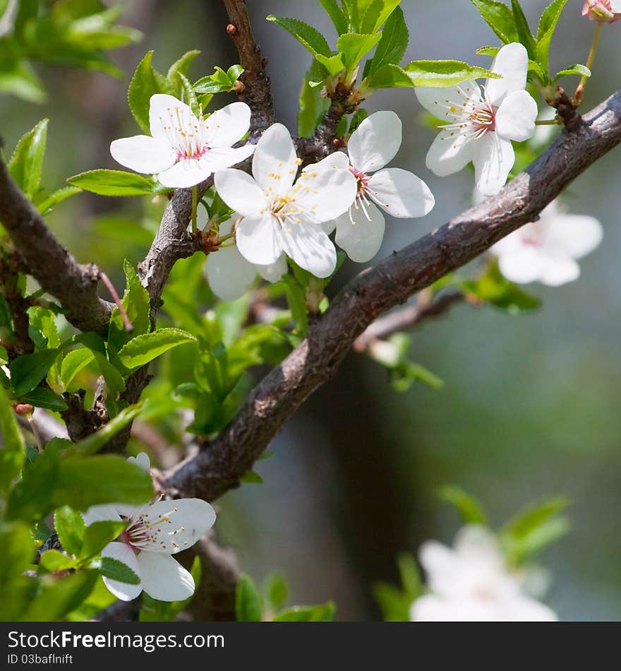 Spring blooming cherry branch