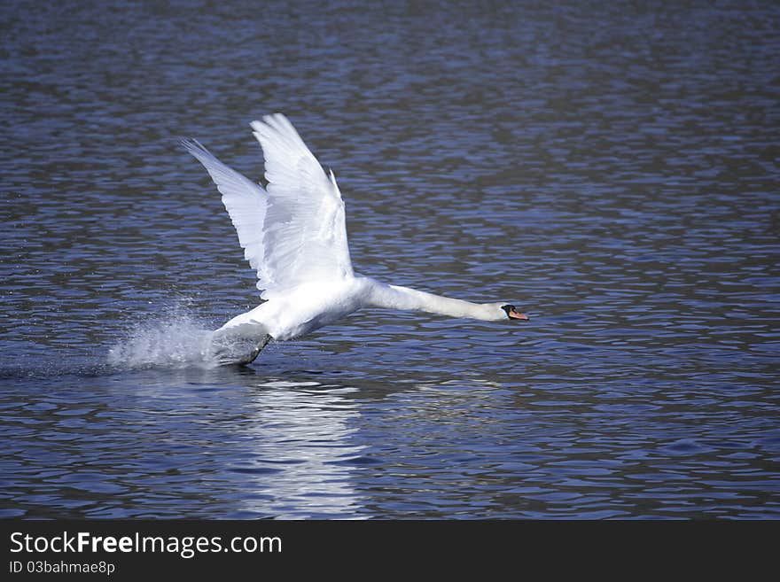 Swan taking off - neck out and wings upright