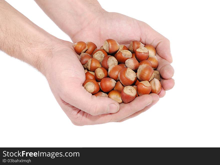 Wood nuts in palms on a white background