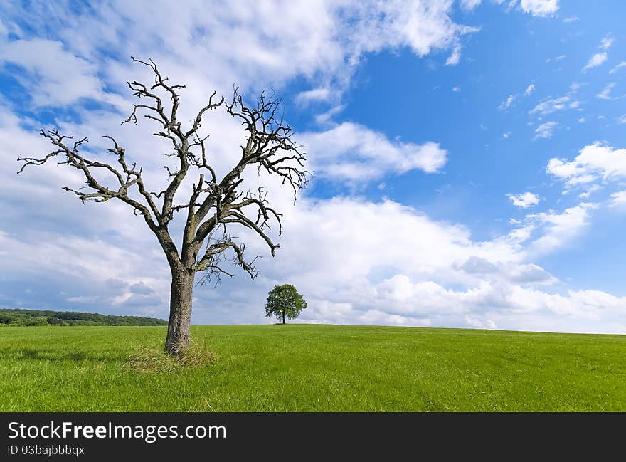 A dead tree in the foreground to illustrate the concept of ecology. A dead tree in the foreground to illustrate the concept of ecology