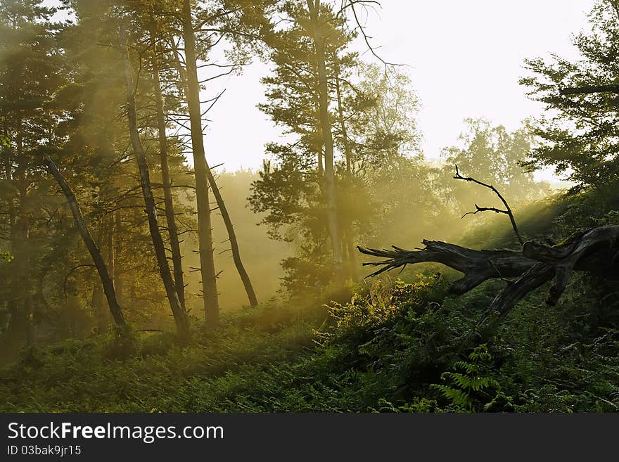 In The Forest