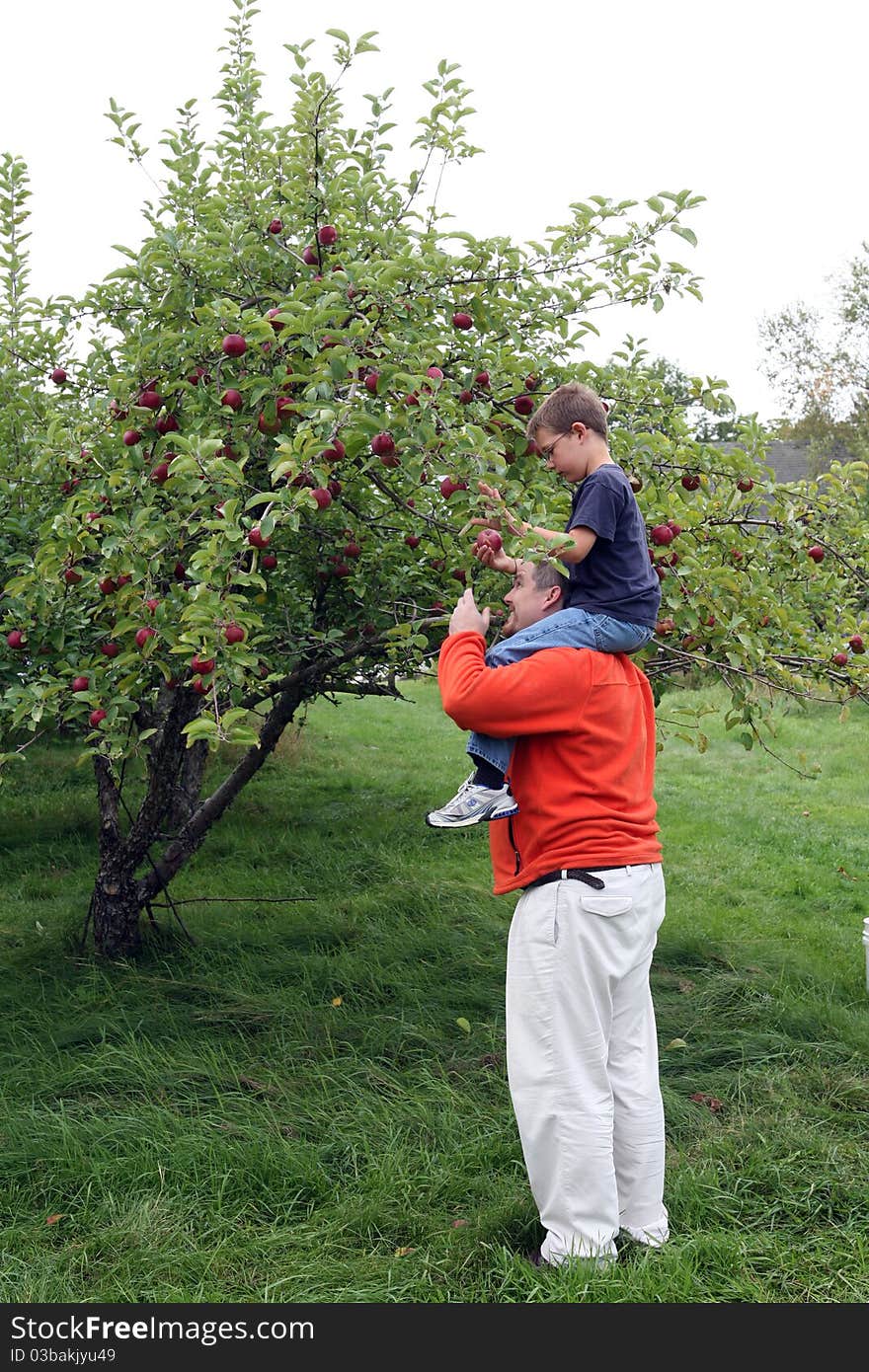 Apple picking on Dad s shoulders