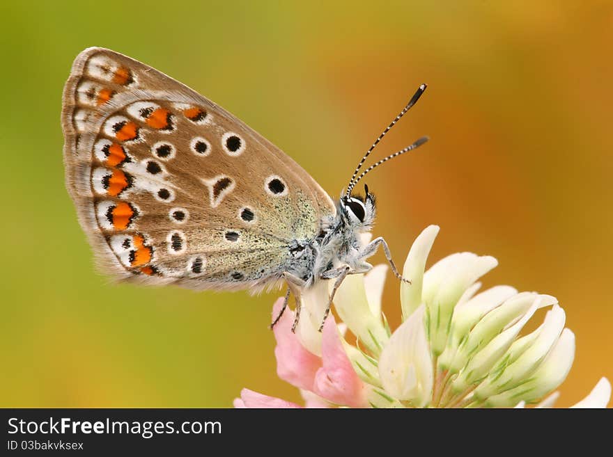 Butterfly Common Blue (Polyommatus icarus)