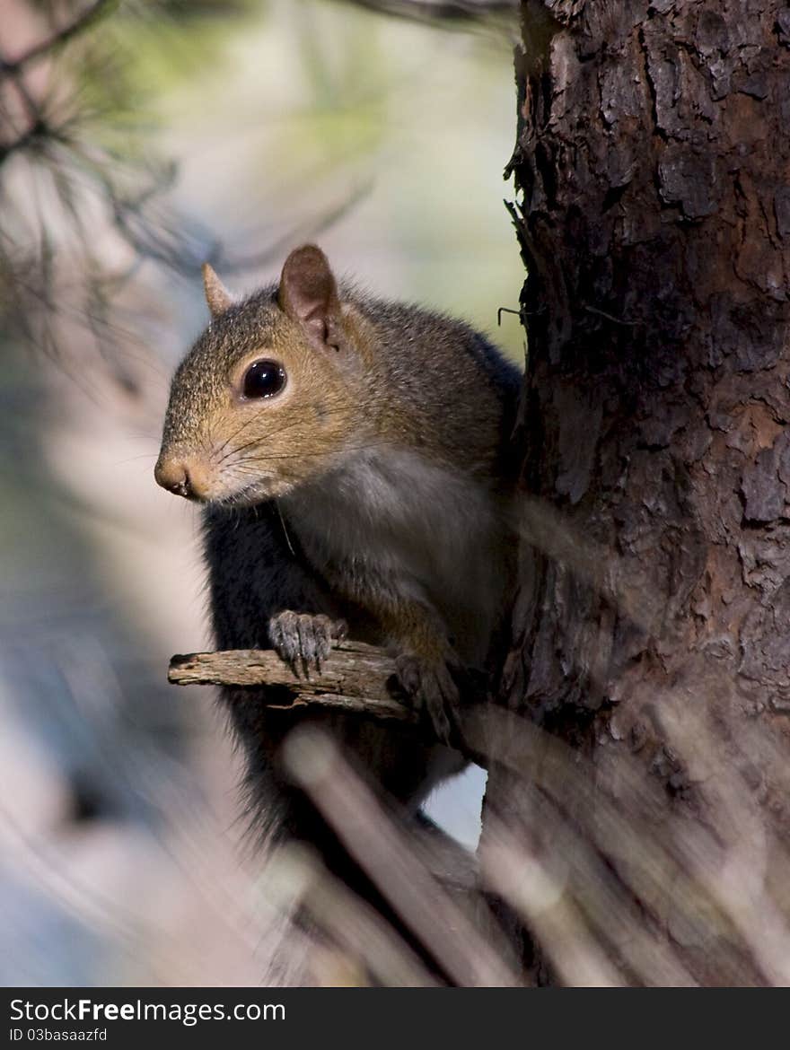 Frisky Squirrel