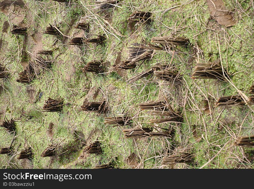 Rice Fields After Harvest