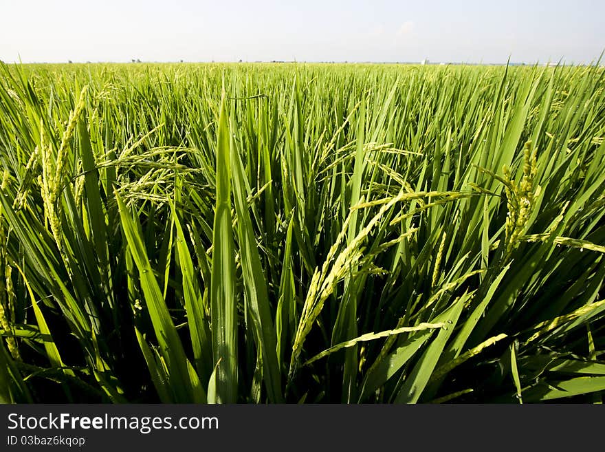 Paddy field close up in asia country.