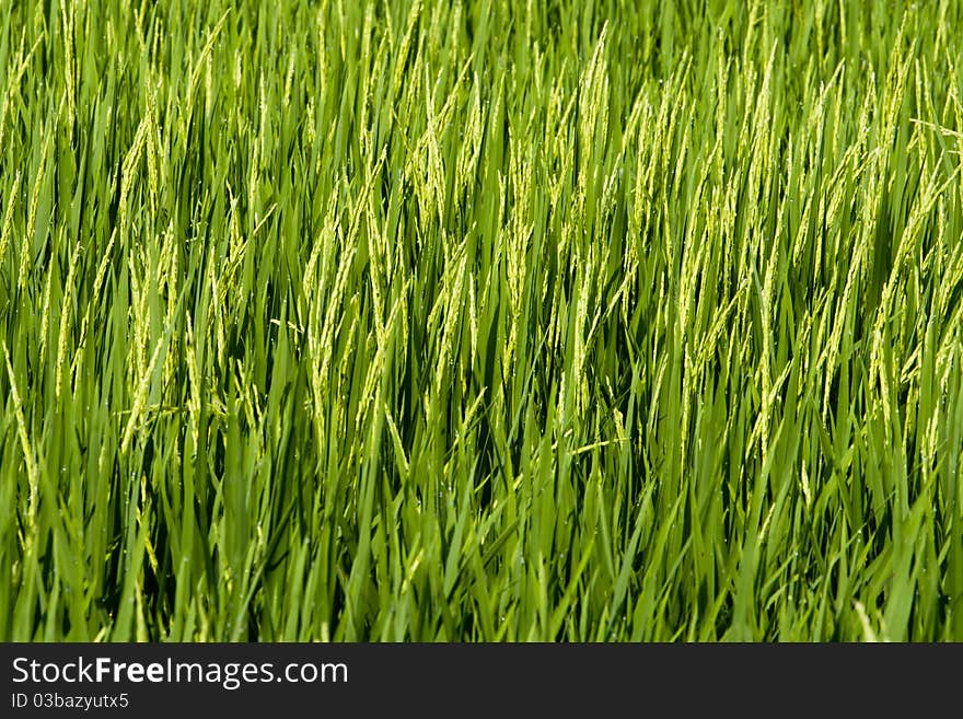 Paddy Field