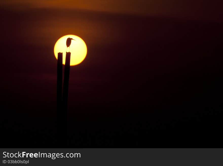 Heron silhouette right in the middle of the sun.