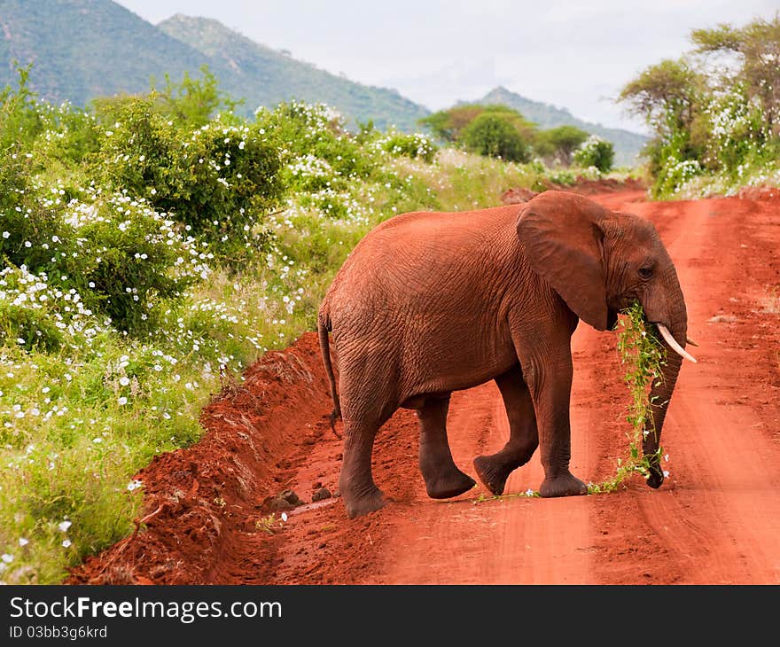 Baby Elephant Eating Grass