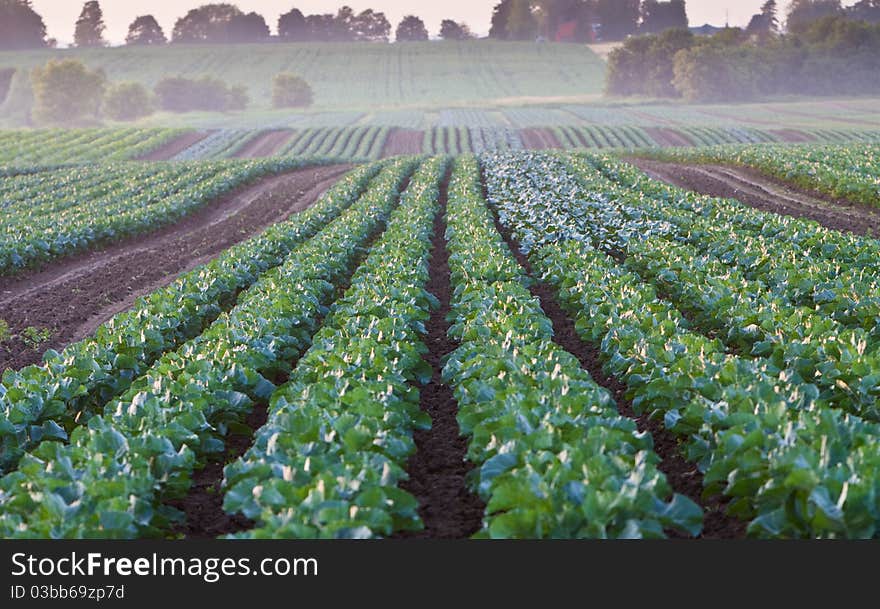 Ground fog begins to gather upon a vegetable field during a late summer evening. Ground fog begins to gather upon a vegetable field during a late summer evening.